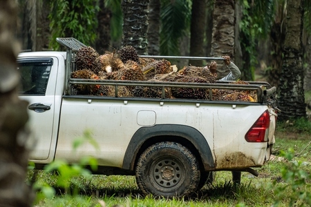 Fresh palm fruits that have just been cut from the palm plantati Fresh palm fruits that have just been cut from the palm plantati