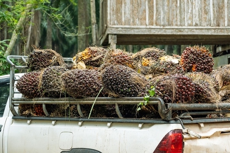 Fresh palm fruits that have just been cut from the palm plantati Fresh palm fruits that have just been cut from the palm plantati