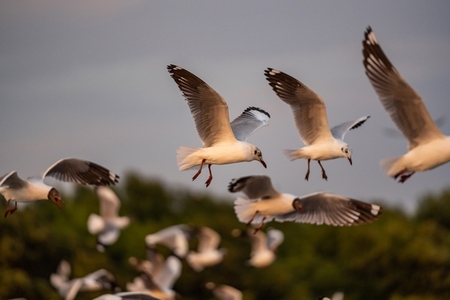 Many seagulls fleeing from the cold weather in Siberia come to B