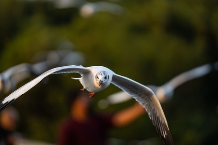 Many seagulls fleeing from the cold weather in Siberia come to B