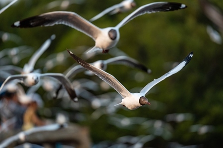 Many seagulls fleeing from the cold weather in Siberia come to B