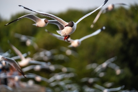 Many seagulls fleeing from the cold weather in Siberia come to B