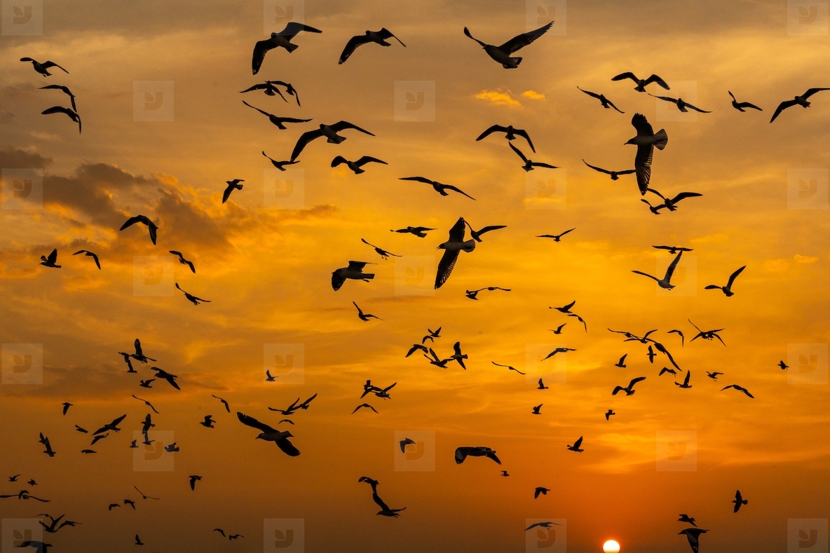 Many seagulls fleeing from the cold weather in Siberia come to B
