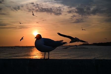 Many seagulls fleeing from the cold weather in Siberia come to B