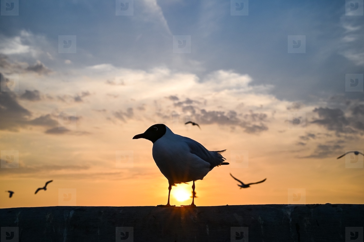 Many seagulls fleeing from the cold weather in Siberia come to B