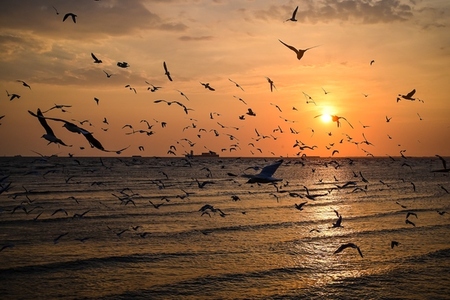 Many seagulls fleeing from the cold weather in Siberia come to B Many seagulls fleeing from the cold weather in Siberia come to B