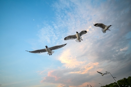 Many seagulls fleeing from the cold weather in Siberia come to B