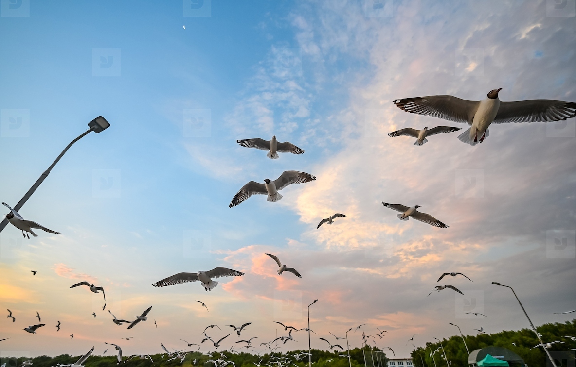 Many seagulls fleeing from the cold weather in Siberia come to B