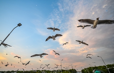 Many seagulls fleeing from the cold weather in Siberia come to B