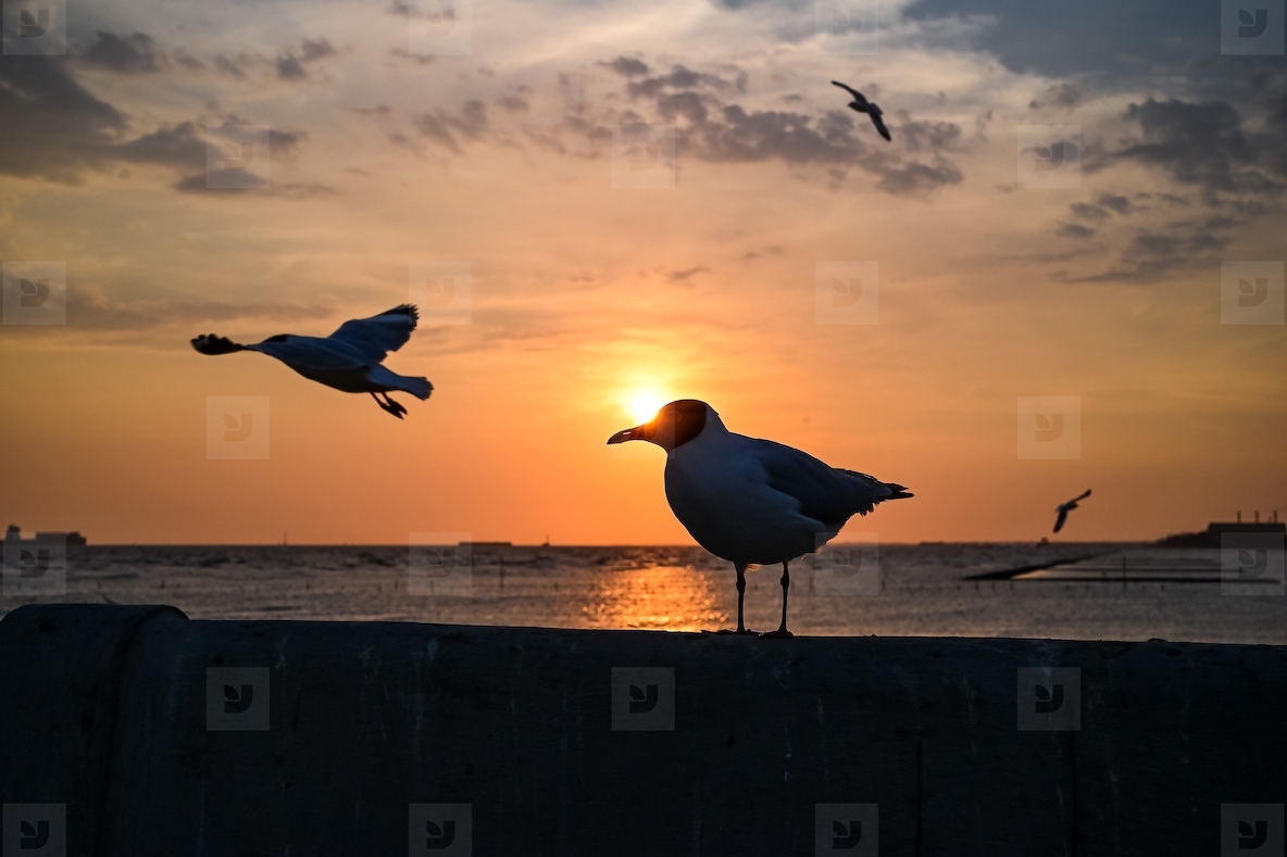 Many seagulls fleeing from the cold weather in Siberia come to B