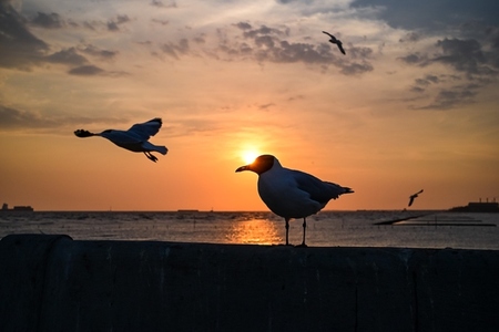 Many seagulls fleeing from the cold weather in Siberia come to B Many seagulls fleeing from the cold weather in Siberia come to B