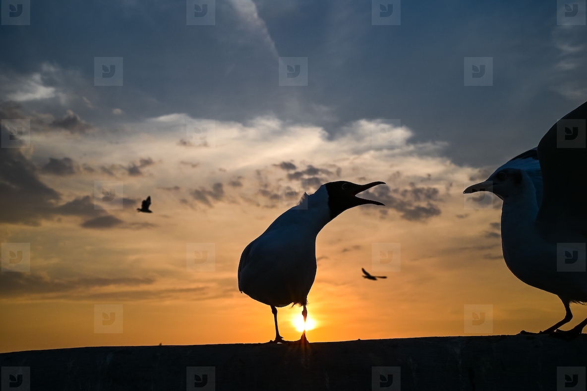 Many seagulls fleeing from the cold weather in Siberia come to B
