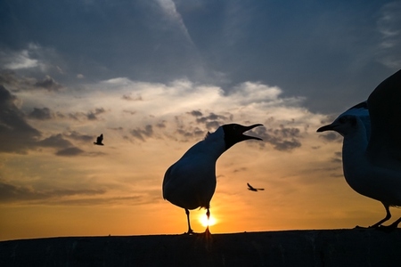 Many seagulls fleeing from the cold weather in Siberia come to B