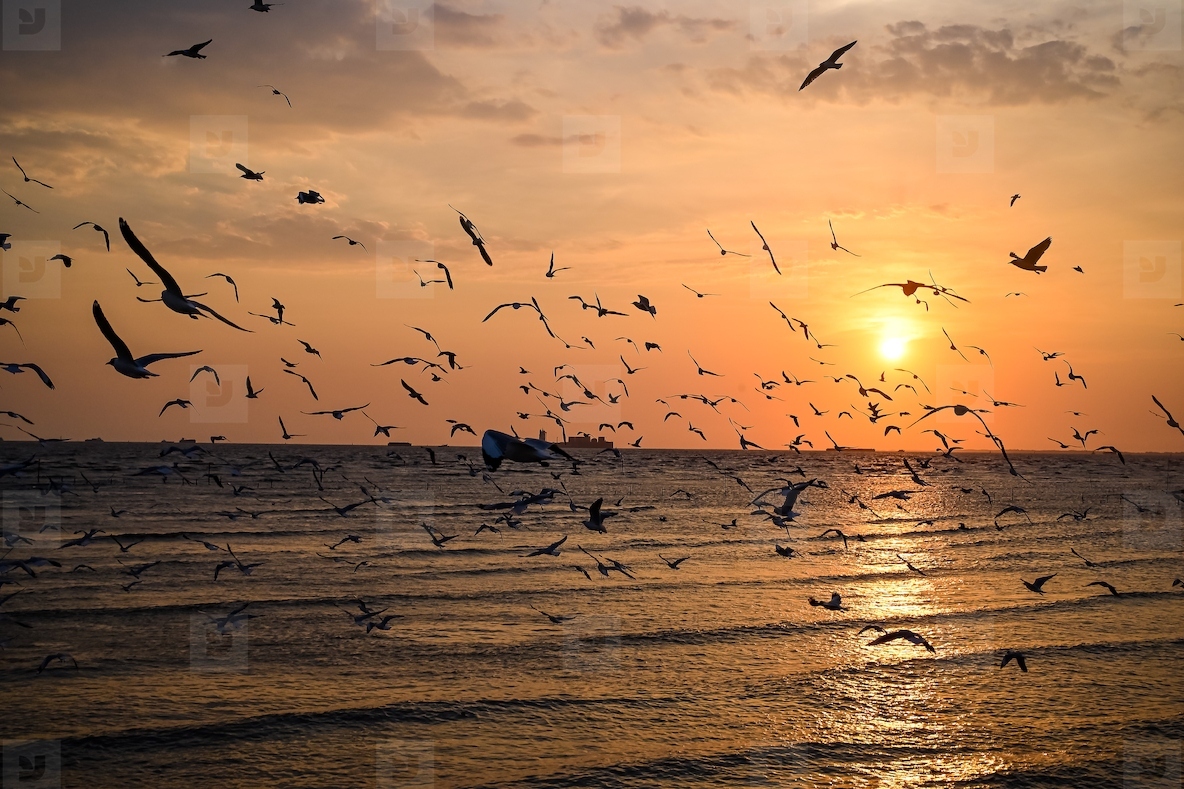 Many seagulls fleeing from the cold weather in Siberia come to B