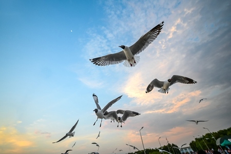 Many seagulls fleeing from the cold weather in Siberia come to B