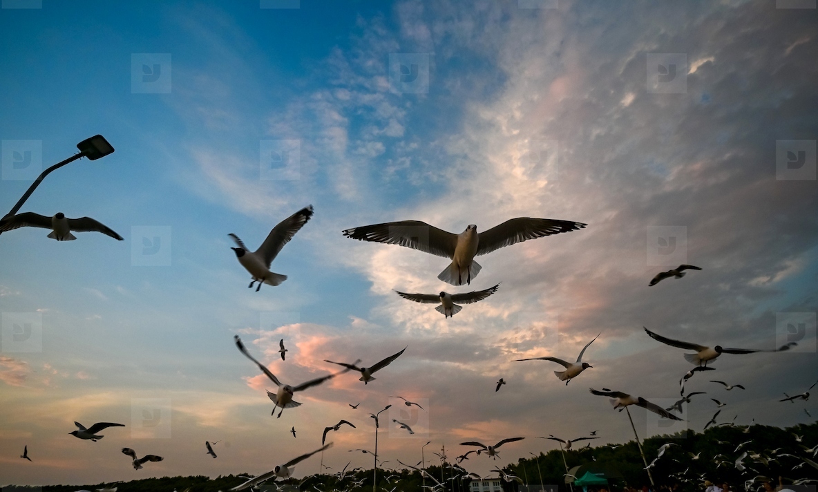Many seagulls fleeing from the cold weather in Siberia come to B