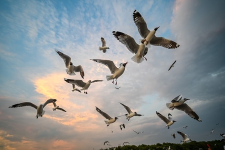 Many seagulls fleeing from the cold weather in Siberia come to B