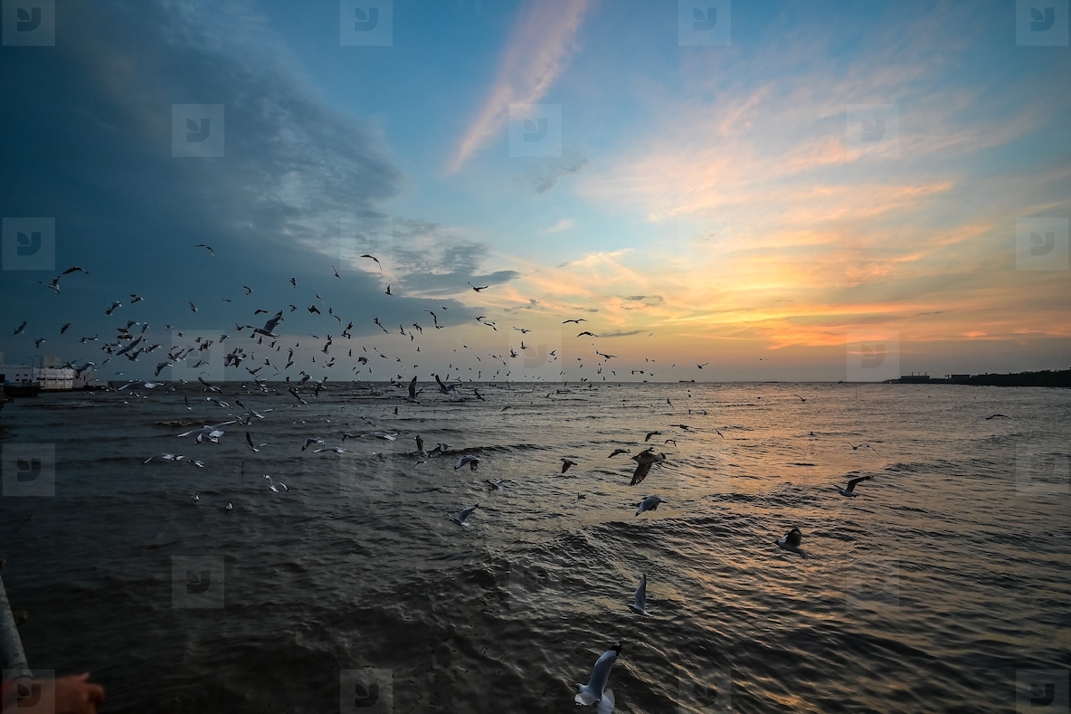 Many seagulls fleeing from the cold weather in Siberia come to B