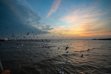Many seagulls fleeing from the cold weather in Siberia come to B