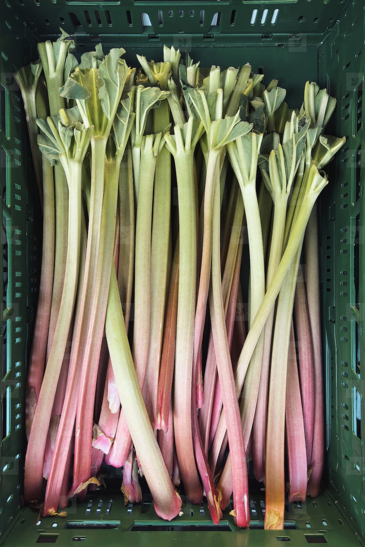 Flat lay still life of bunch of freshly harvested rhubarb stalks in crate