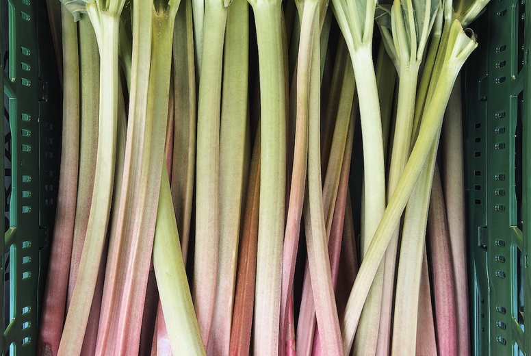 Flat lay still life of bunch of freshly harvested rhubarb stalks in crate