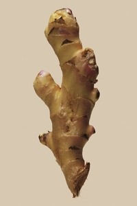 Still life of ginger root on beige background