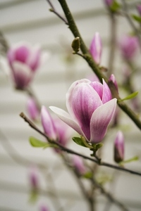 Close up of beautiful pink and white magnolia blooming on tree branch Close up of beautiful pink and white magnolia blooming on tree branch