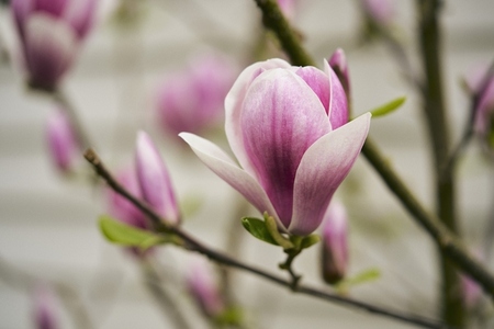 Close up of beautiful pink and white magnolia bloom on branch Close up of beautiful pink and white magnolia bloom on branch