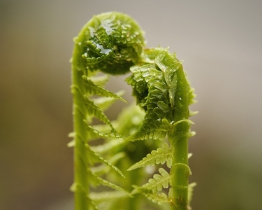 Extreme close up of beautiful curled wet green fern sprout Extreme close up of beautiful curled wet green fern sprout