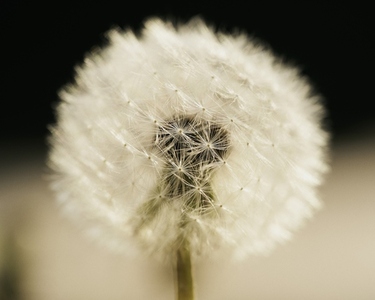Close up of beautiful delicate white dandelion Close up of beautiful delicate white dandelion