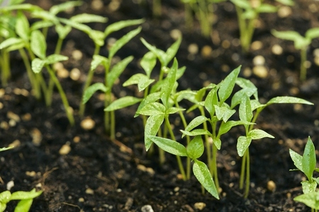 Fresh raindrops on vibrant green leaves of habanero chili plant sprouts