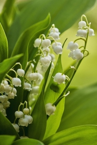 Beautiful white lily of the flowers growing among vibrant green leaves Beautiful white lily of the flowers growing among vibrant green leaves