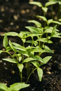 Fresh raindrops on vibrant green leaves of habanero chili plant sprouts