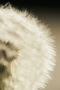 Extreme close up of beautiful delicate white dandelion Extreme close up of beautiful delicate white dandelion