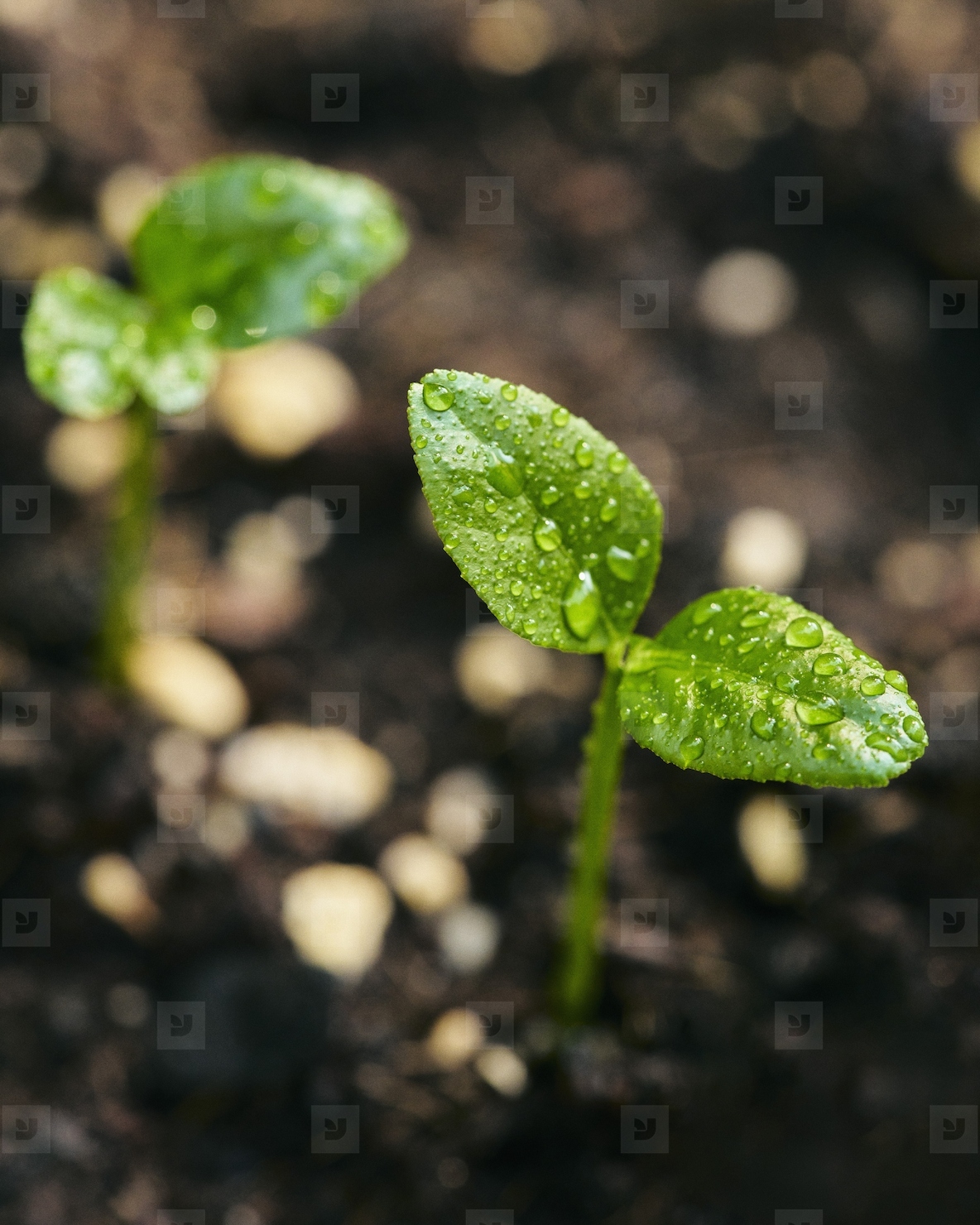 Close up high angle view of raindrops on lemon plant sprouts