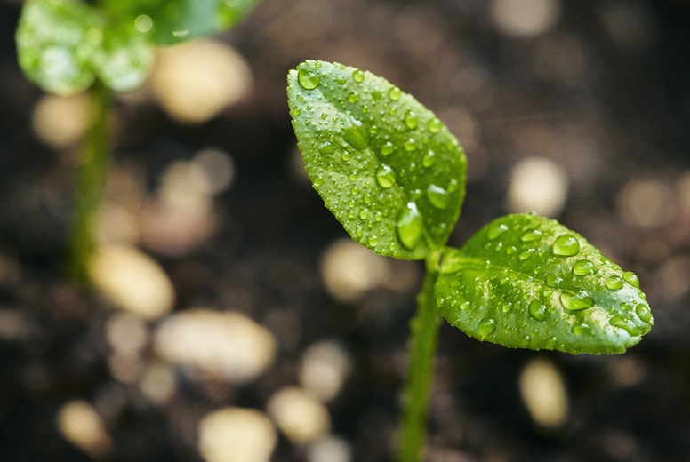 Close up high angle view of raindrops on lemon plant sprouts