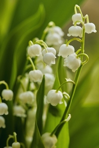 Close up of beautiful delicate white lily of the valley flowers Close up of beautiful delicate white lily of the valley flowers