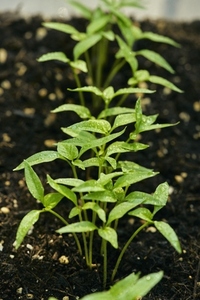 Fresh dew drops on vibrant green leaves of habanero chili plant