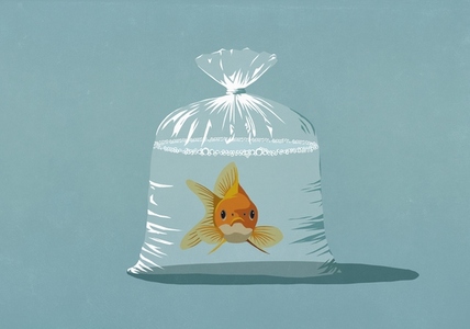 Portrait of goldfish with blank expression in plastic bag with water against blue background