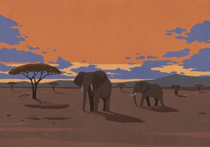 Elephants in the wild under dramatic sunset sky