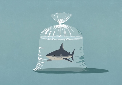 Tiny shark in plastic bag with water against blue background
