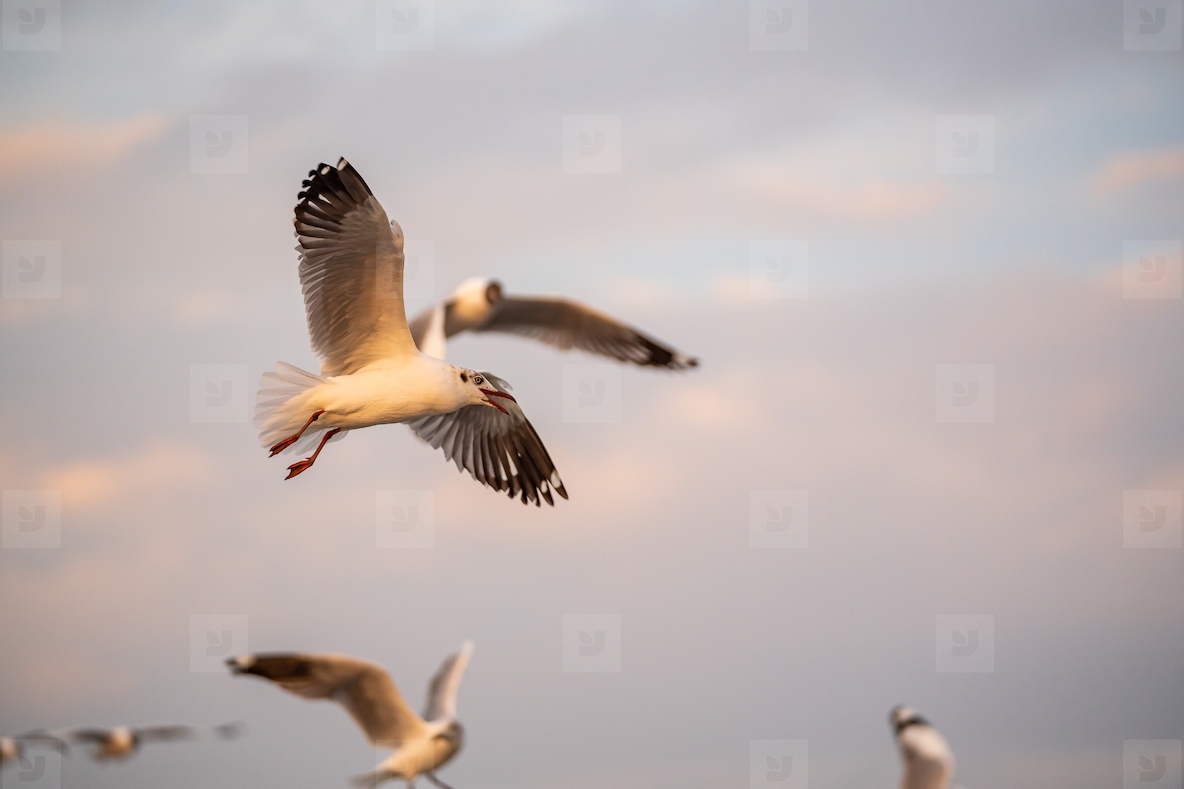 Many seagulls fleeing from the cold weather in Siberia come to B