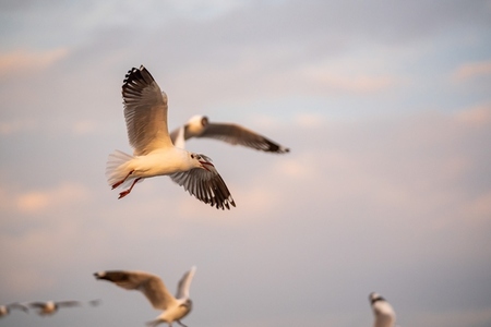Many seagulls fleeing from the cold weather in Siberia come to B