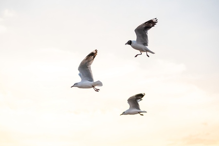 Many seagulls fleeing from the cold weather in Siberia come to B Many seagulls fleeing from the cold weather in Siberia come to B