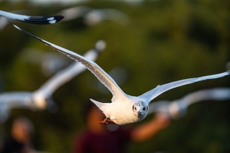 Many seagulls fleeing from the cold weather in Siberia come to B
