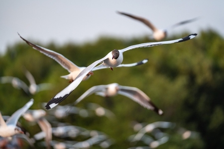 Many seagulls fleeing from the cold weather in Siberia come to B