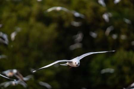 Many seagulls fleeing from the cold weather in Siberia come to B