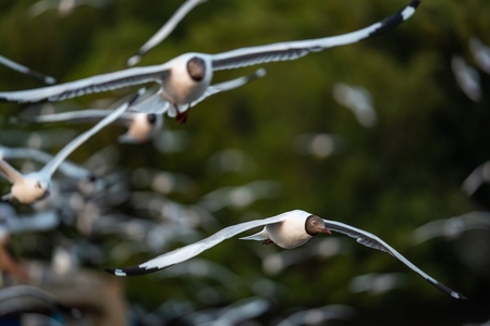 Many seagulls fleeing from the cold weather in Siberia come to B