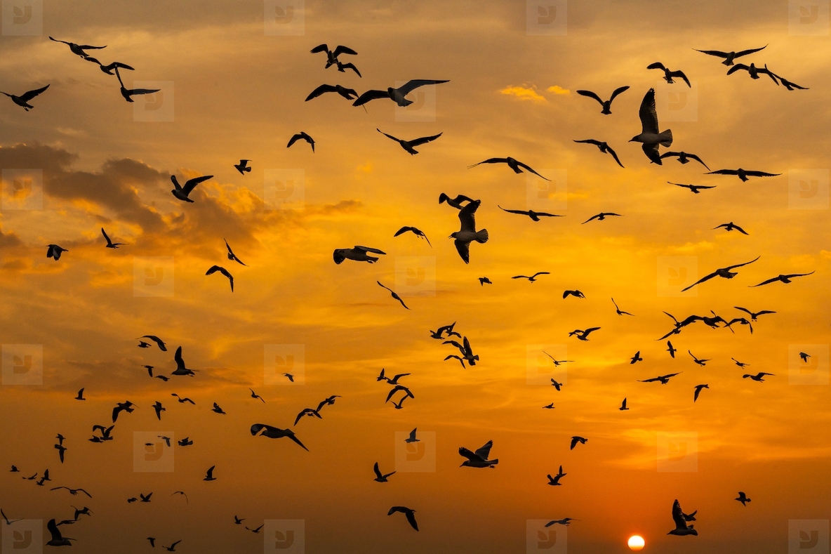 Many seagulls fleeing from the cold weather in Siberia come to B