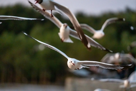 Many seagulls fleeing from the cold weather in Siberia come to B